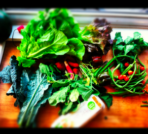 veggies from my friend marcus's organic farm